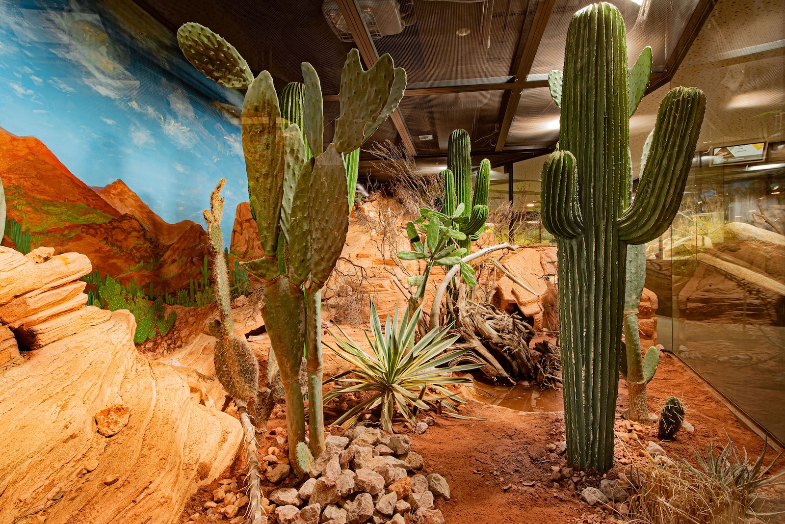 Wüsten-Terrarium mit Kakteen