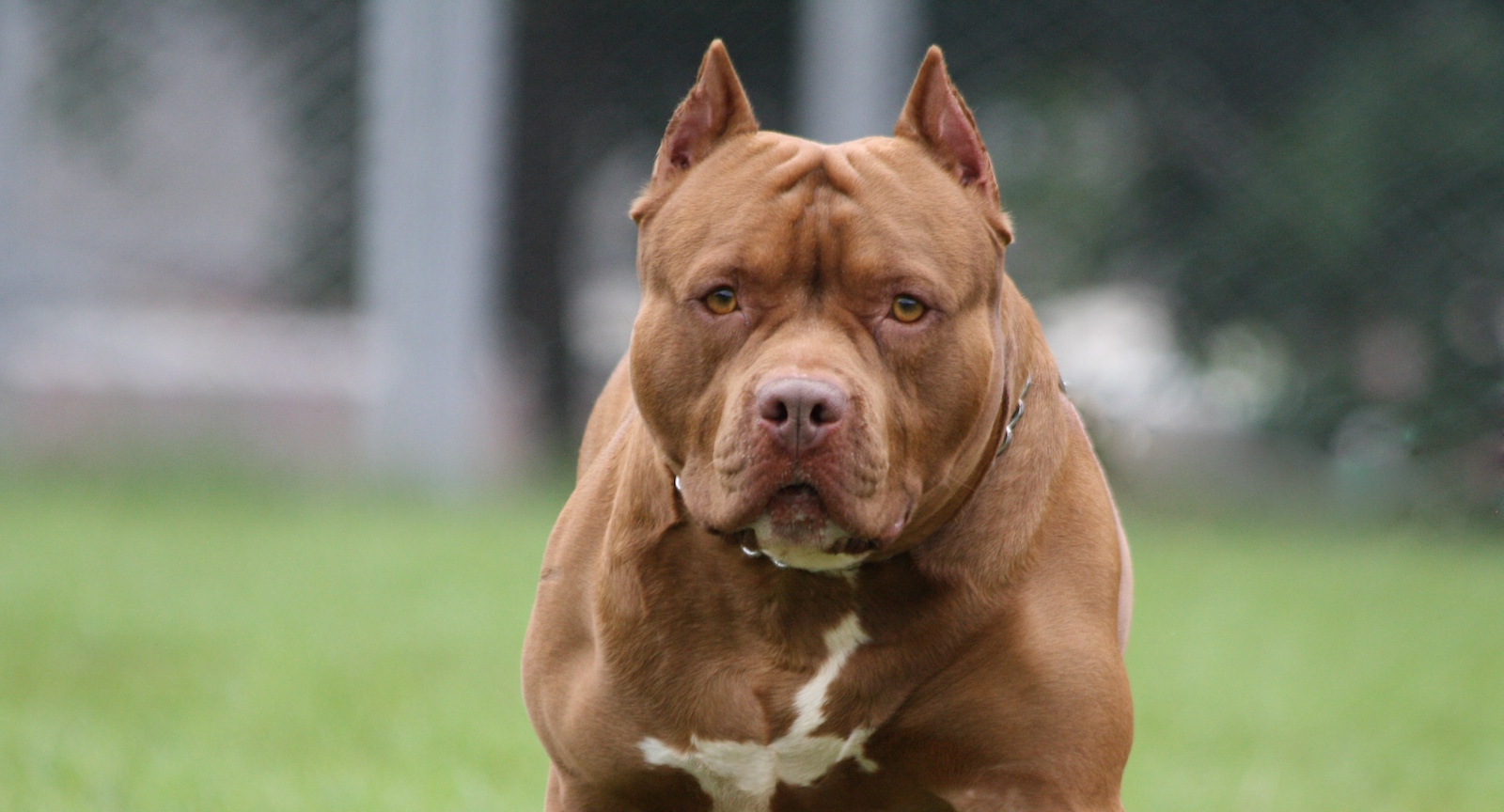 Der Täter dürfte Pitbull Oreo sein.