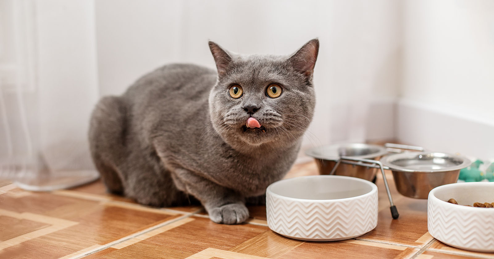 Katze sitzt vor Futternapf | Credit: iStock.com/Olha Romaniuk