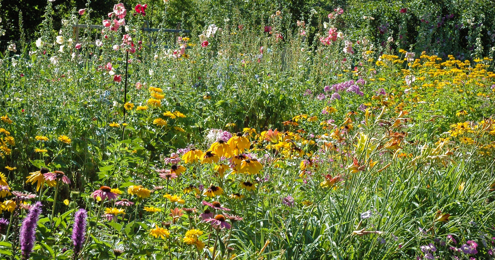 Viele verschiedene Blumen in einem wilden Garten.
