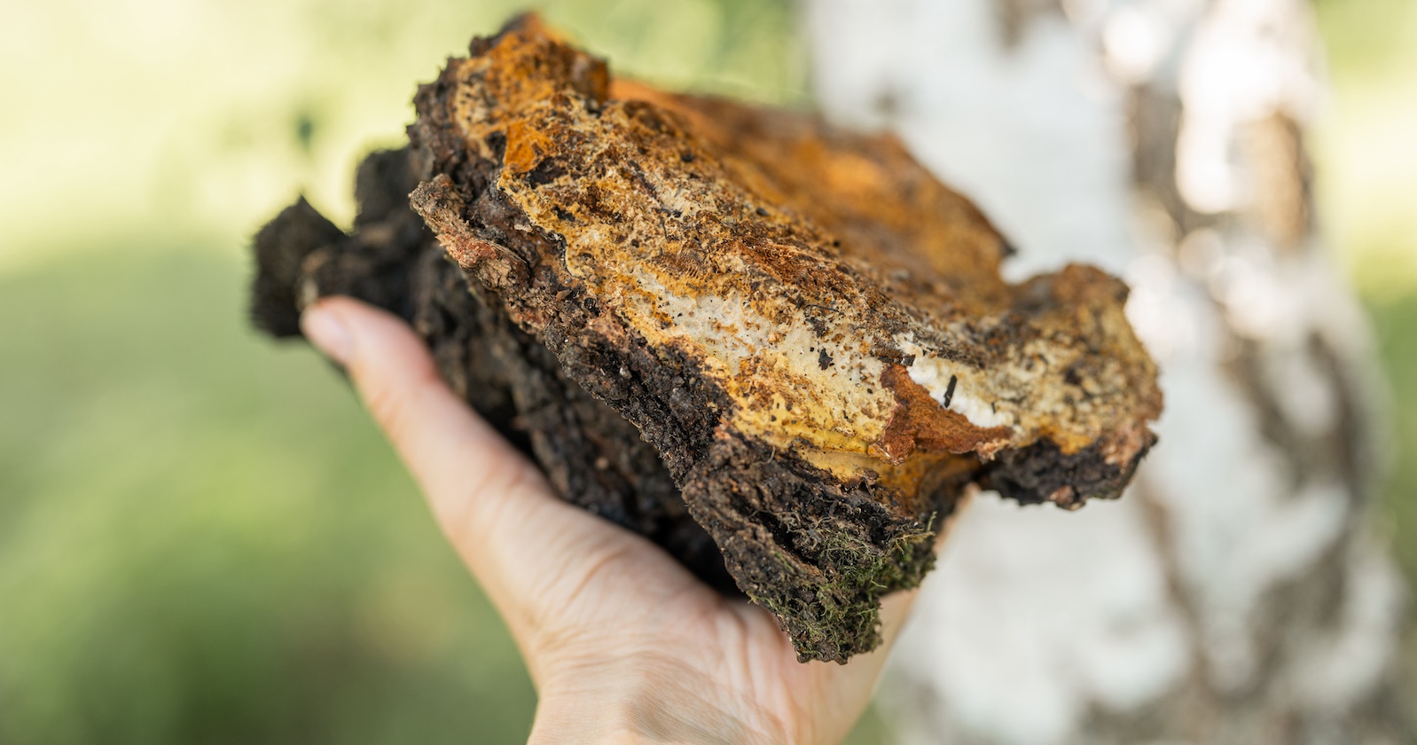 Hand hält Pilz, der wie ein Stück Holz aussieht