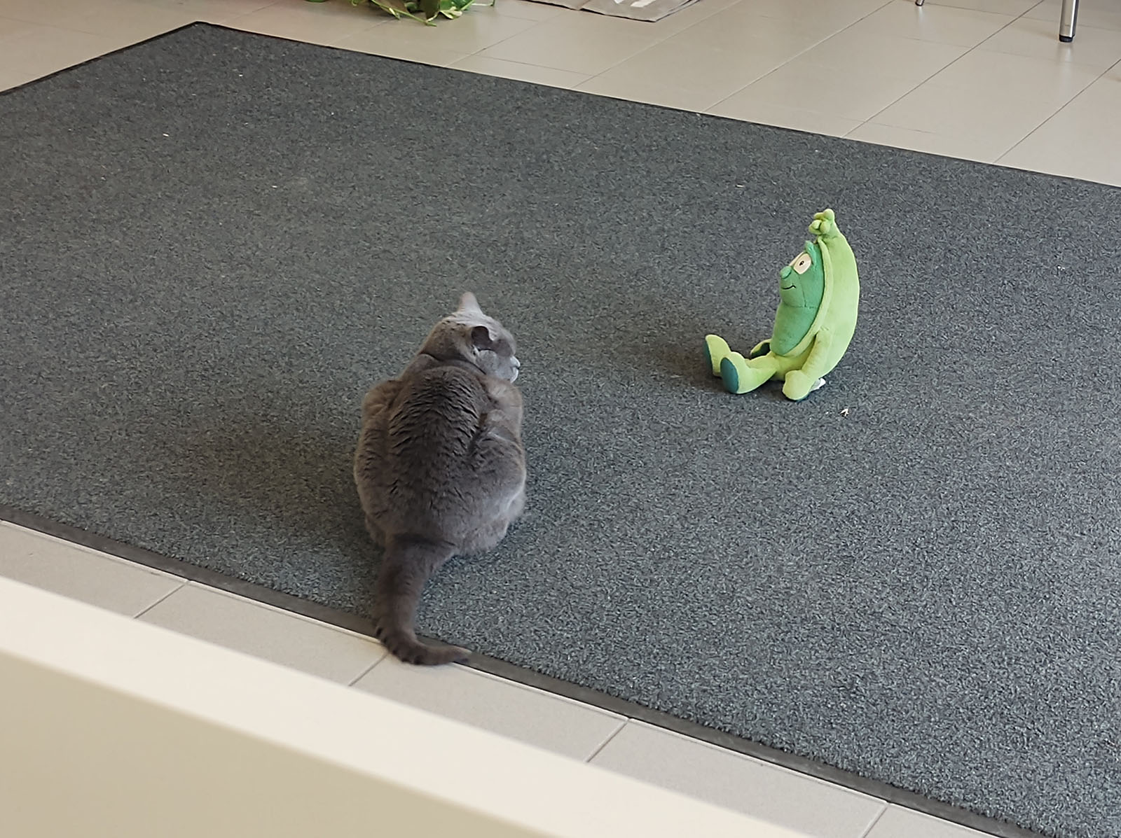 Corona sitzt vor ihrer grünen Schote | Credit: Lilli Platzer