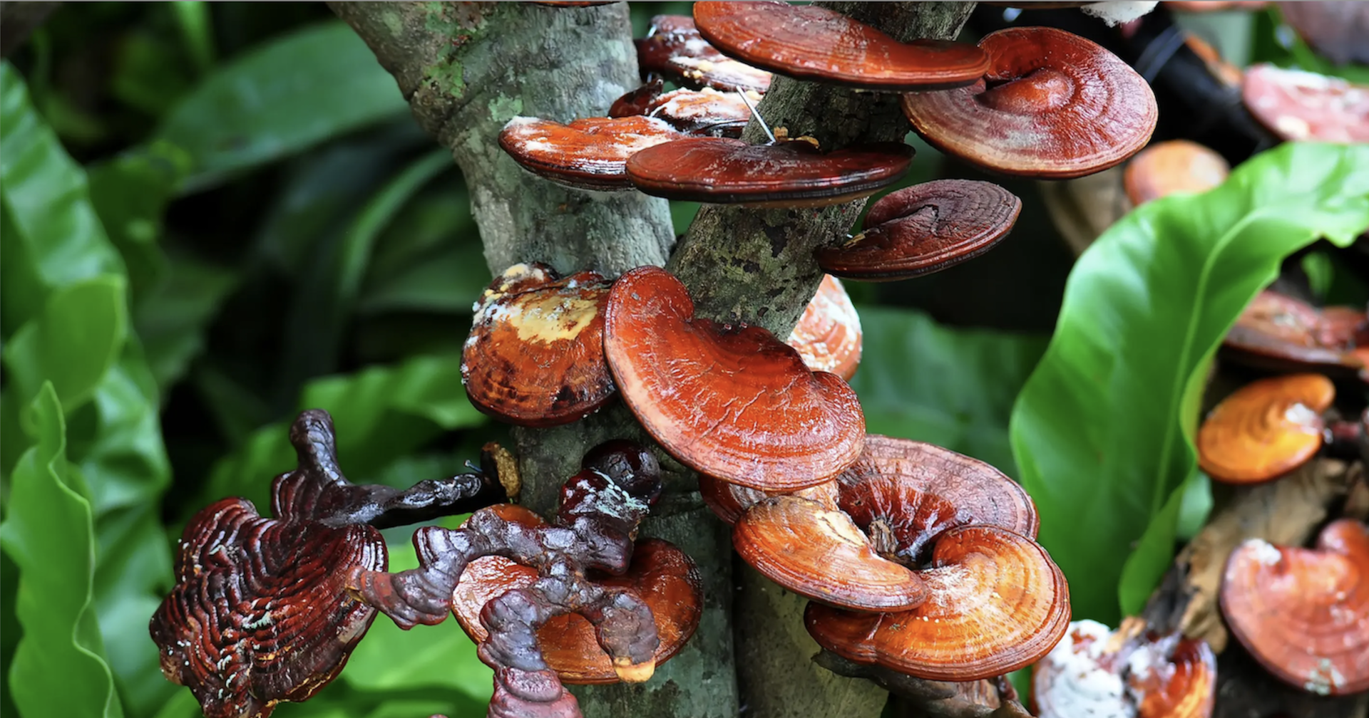 Dschungel, Baum mit Pilzen am Stamm