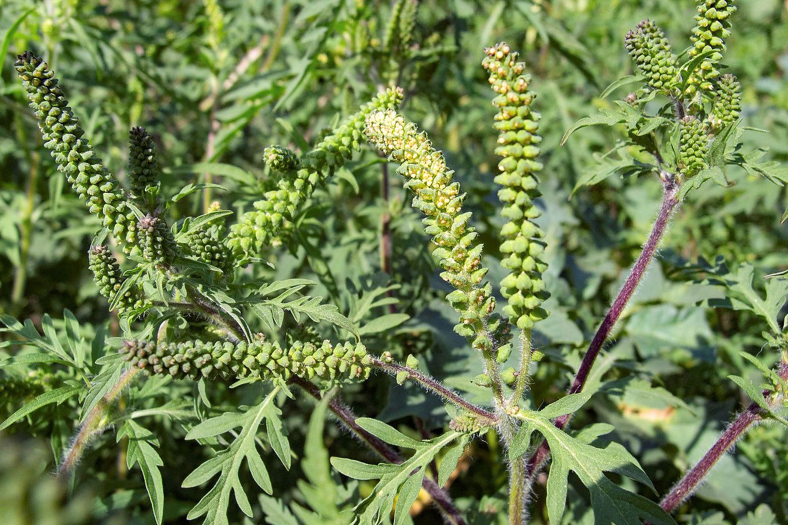 Nahaufnahme der Ambrosiapflanze (Beifußblättriges Traubenkraut bzw. Ragweed) mit grünen, fingerförmigen Blütenständen und fiederschnittigen Blättern – eine stark allergene Pflanze, bekannt für ihre intensive Pollenfreisetzung.