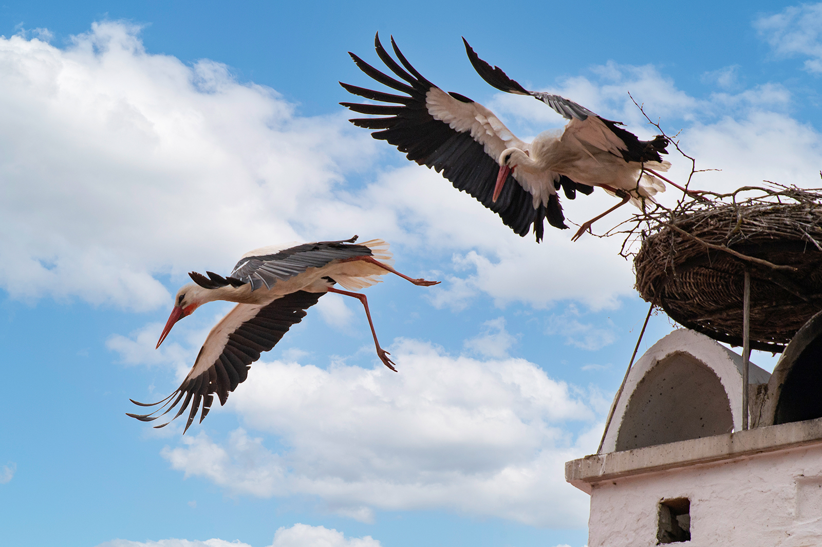 Zwei Störche | Credit: Freistadt Rust