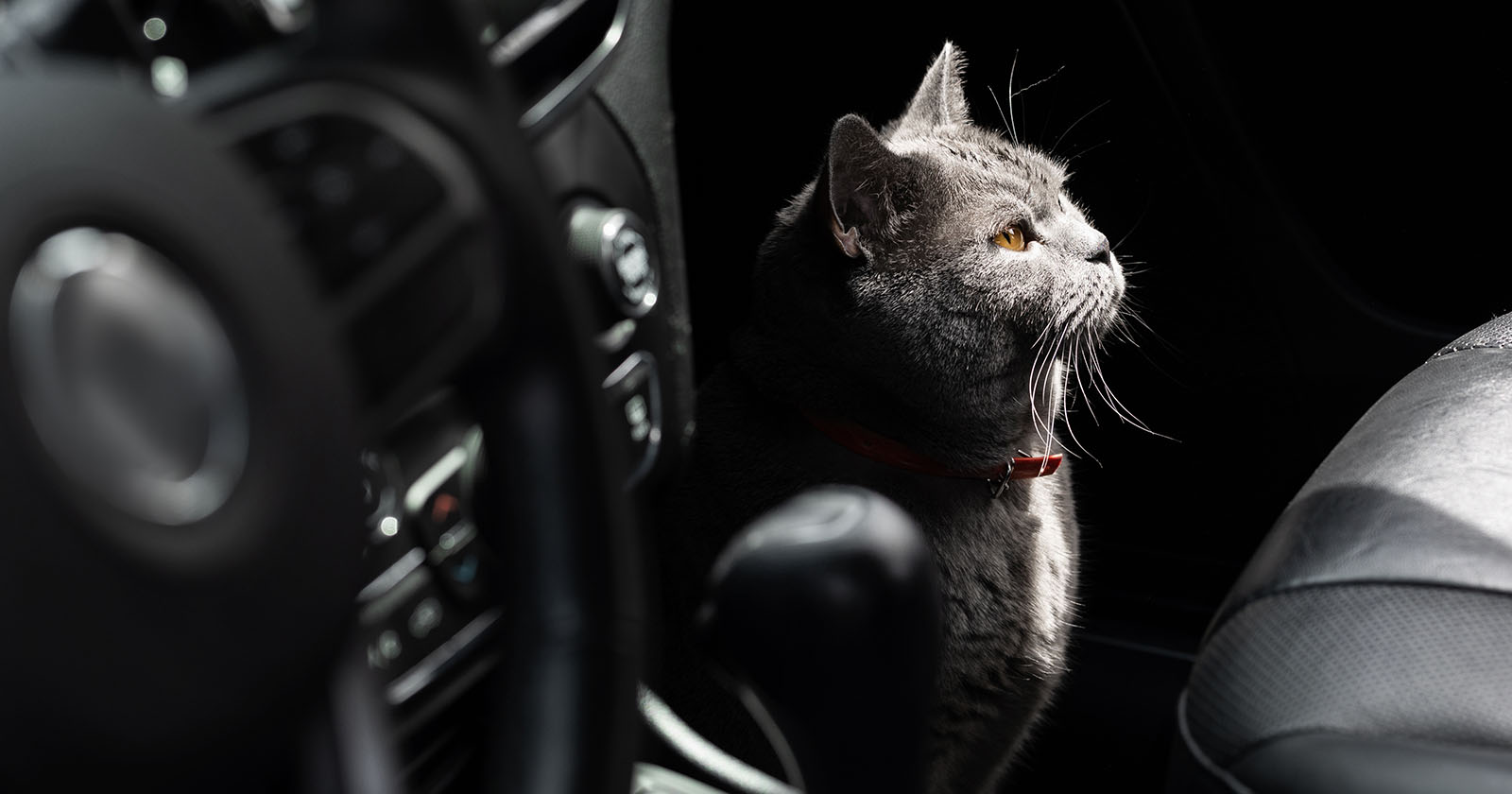 Katze sitzt im Auto | Credit: iStock.com/YakubovAlim