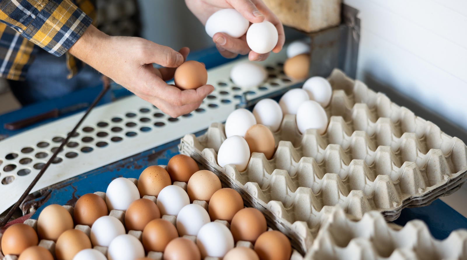 Eierproduktion in Österreich: Der Selbstversorgungsgrad liegt bei 90 Prozent, es werden deutlich mehr braune als weiße produziert.