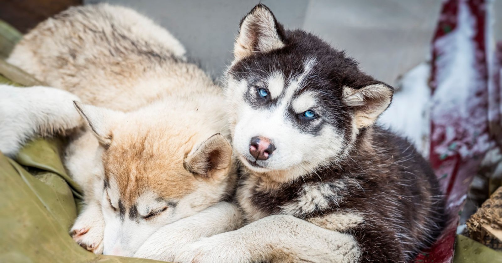 Zwei Husky-Welpen kuscheln sich auf einer grünen Decke aneinander
