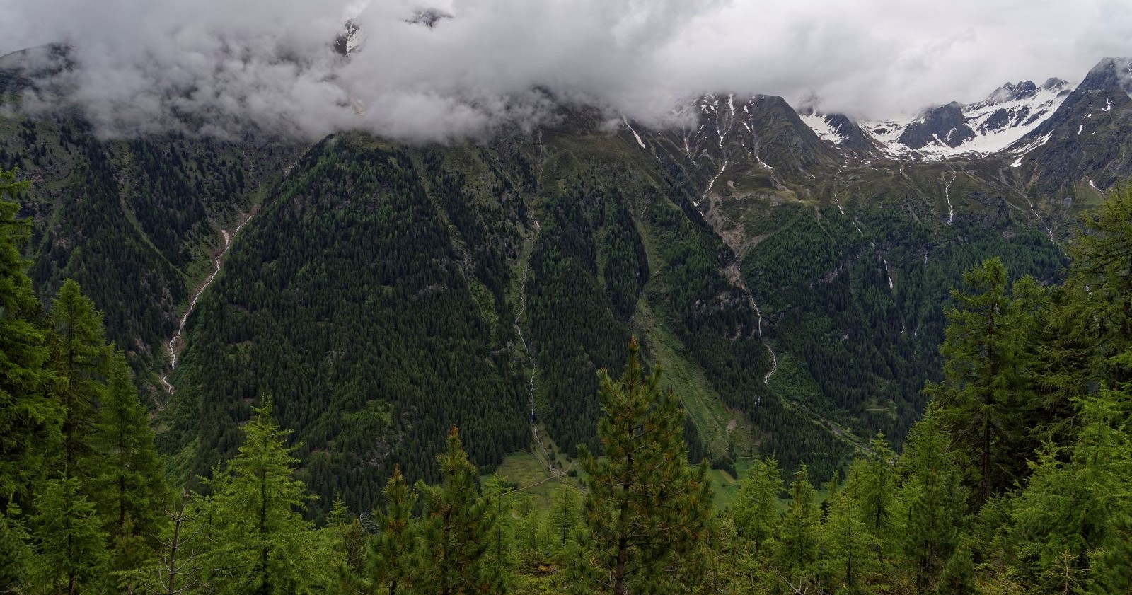 Ein Bergwald mit düsteren Wolken.