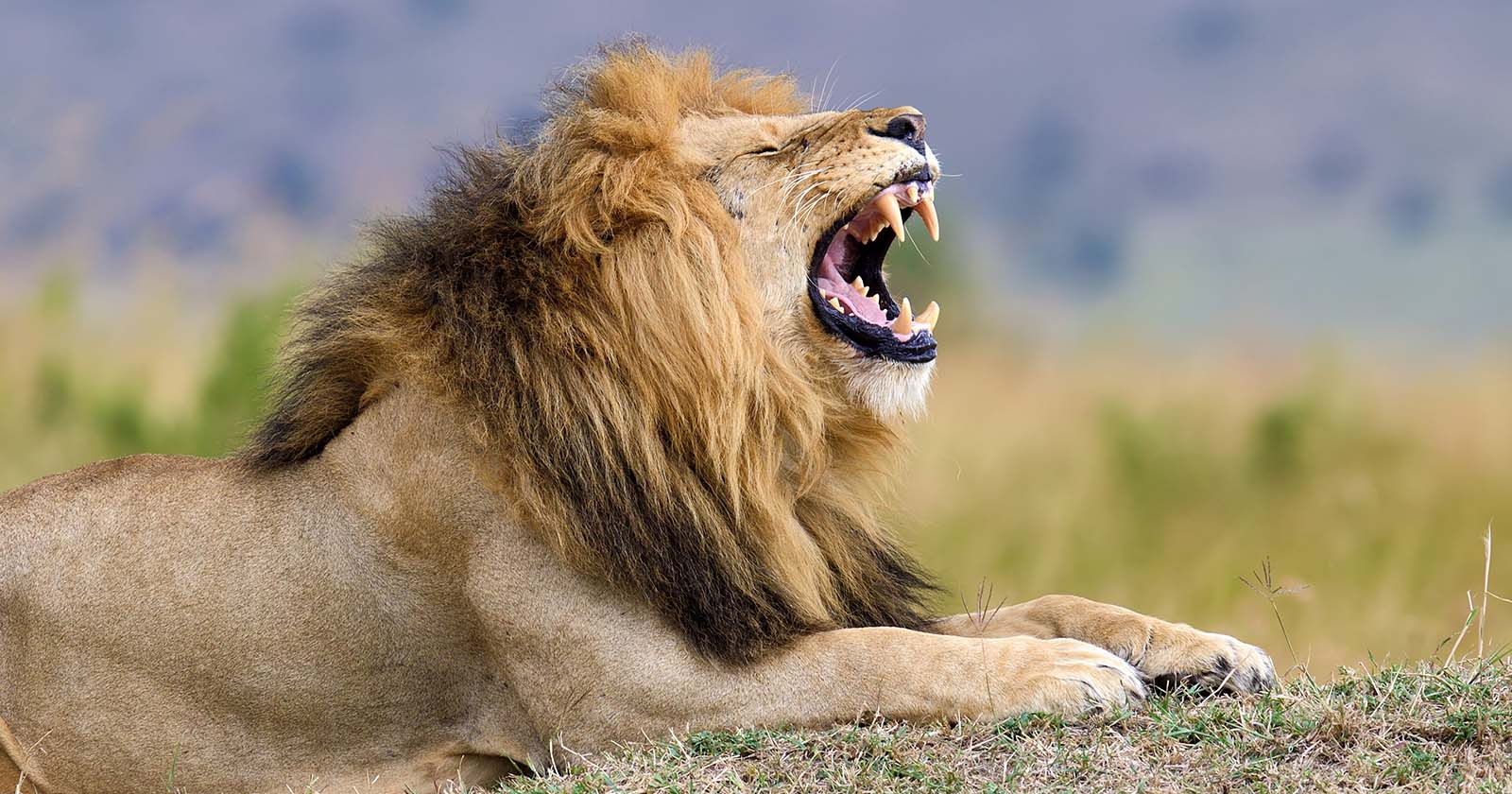 Brüllender Löwe | Credit: iStock.com/Byrdyak