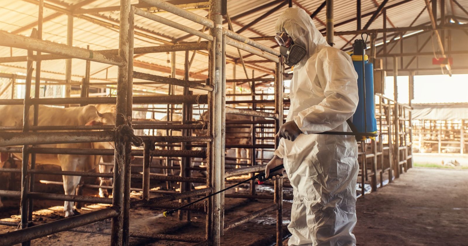 Mann im Schutzanzug in einem Kuhstall