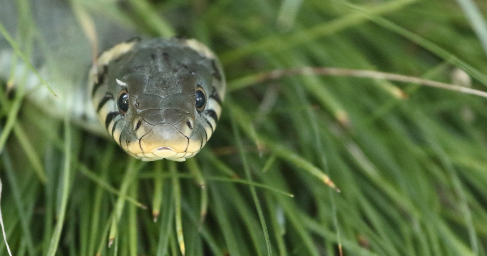 Der Kopf einer Natter in einer Wiese.