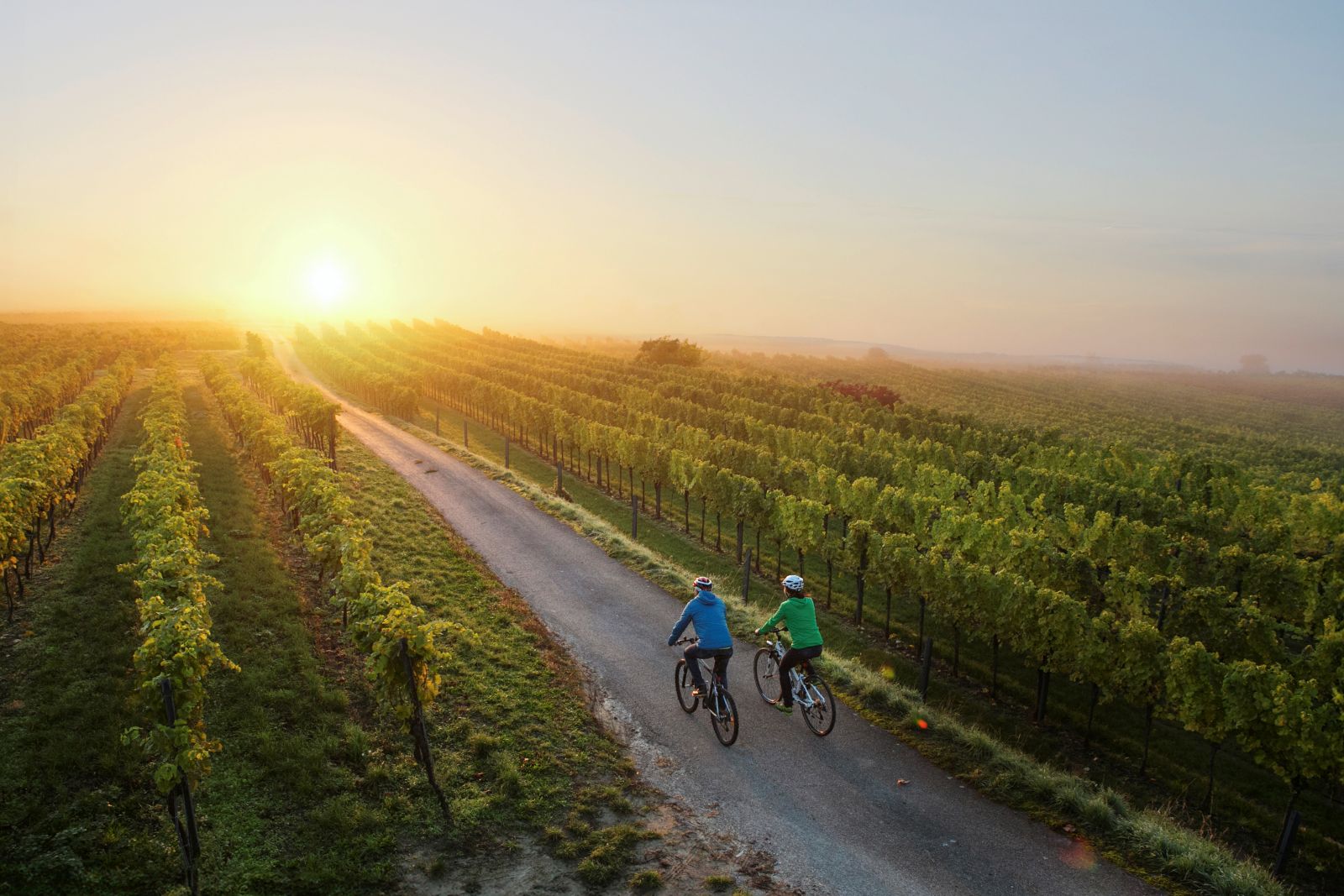 Zwei Radfahrer fahren auf einer Straße in Richtung Sonnenuntergang, rechts und links ist Wein angebaut.