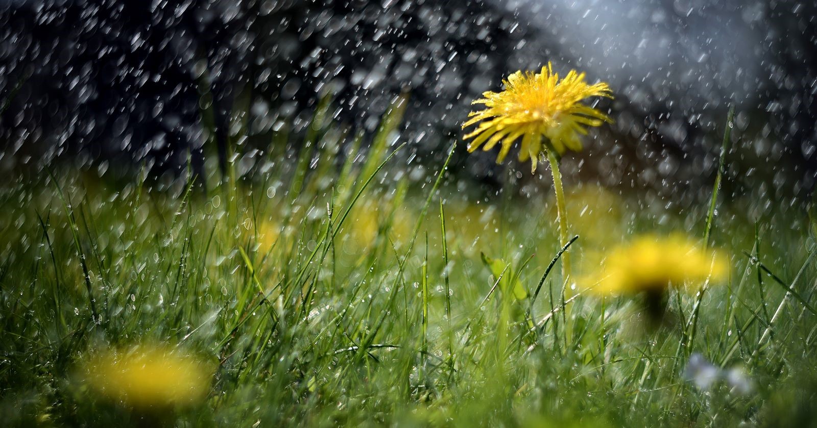 Nahaufnahme eines gelben Löwenzahns auf einer grünen Wiese im Regen. Regentropfen fallen dicht und glitzern im Licht, während der Hintergrund unscharf bleibt.