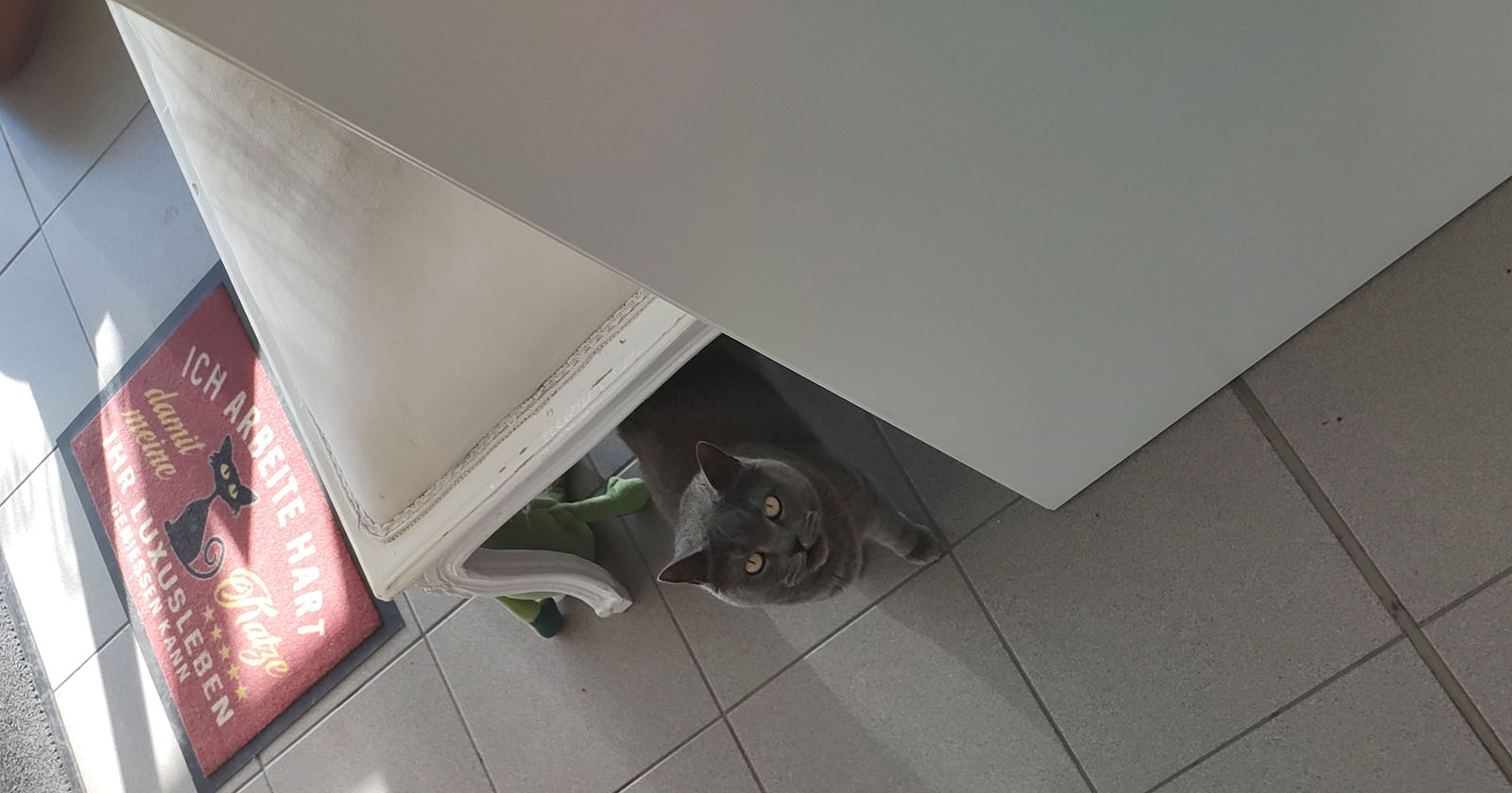 Corona sitzt unter einem Sofa | Credit: Lilli Platzer