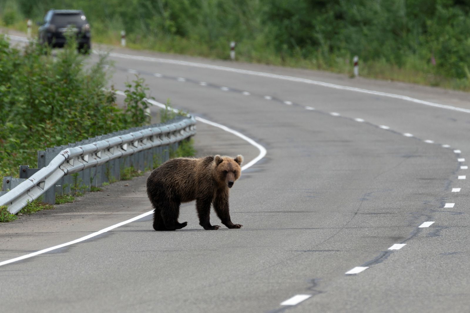 Bär auf der Fahrbahn in ländlichem Gebiet