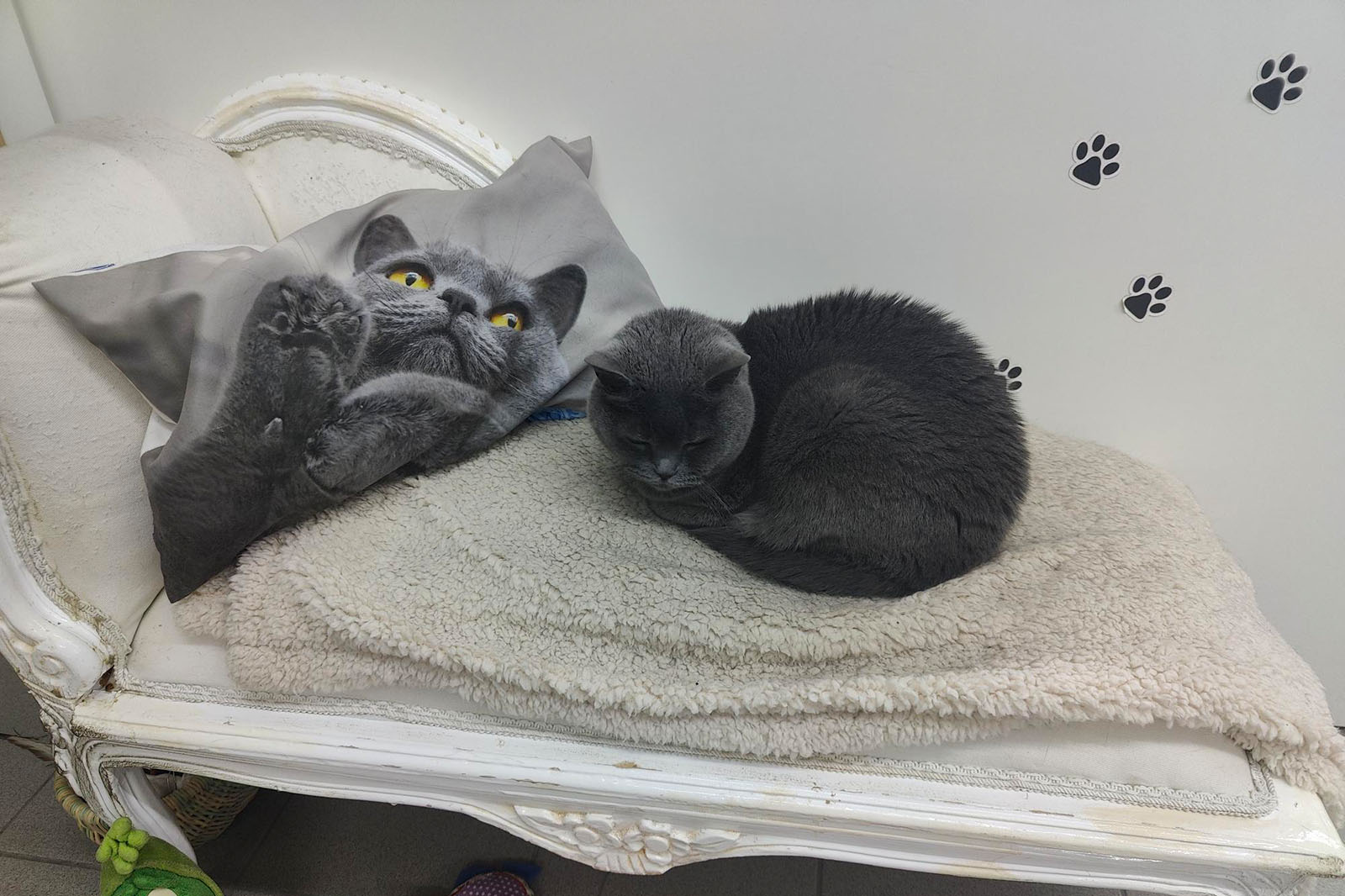 Corona liegt auf einer Bank | Credit: Lilli Platzer