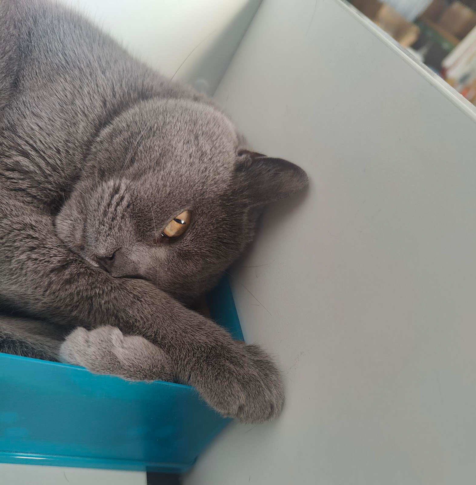 Corona kuschelt in einer Box | Credit: Lilli Platzer