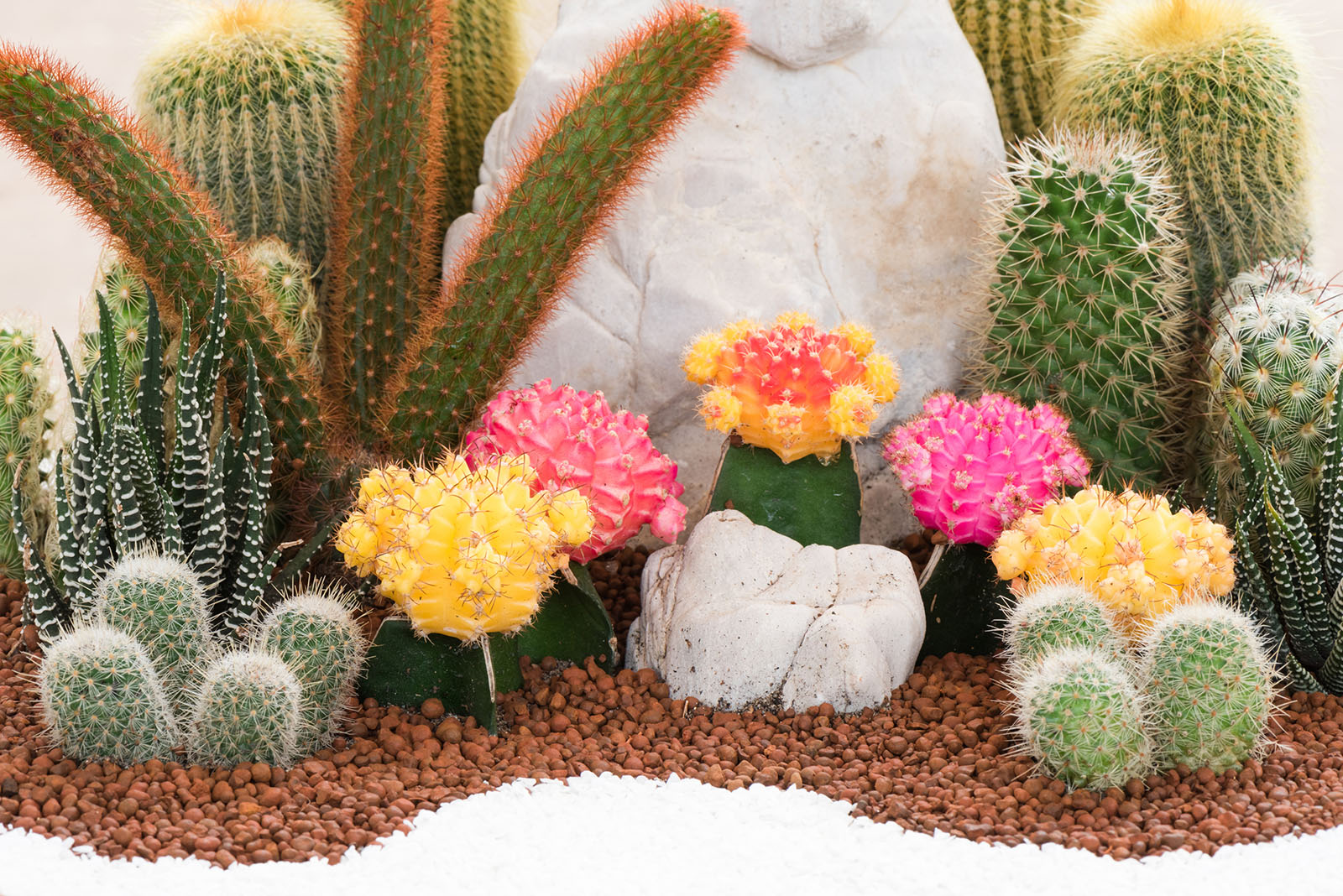 Kakteen in einem Steingarten | Credit: iStock.com/peangdao