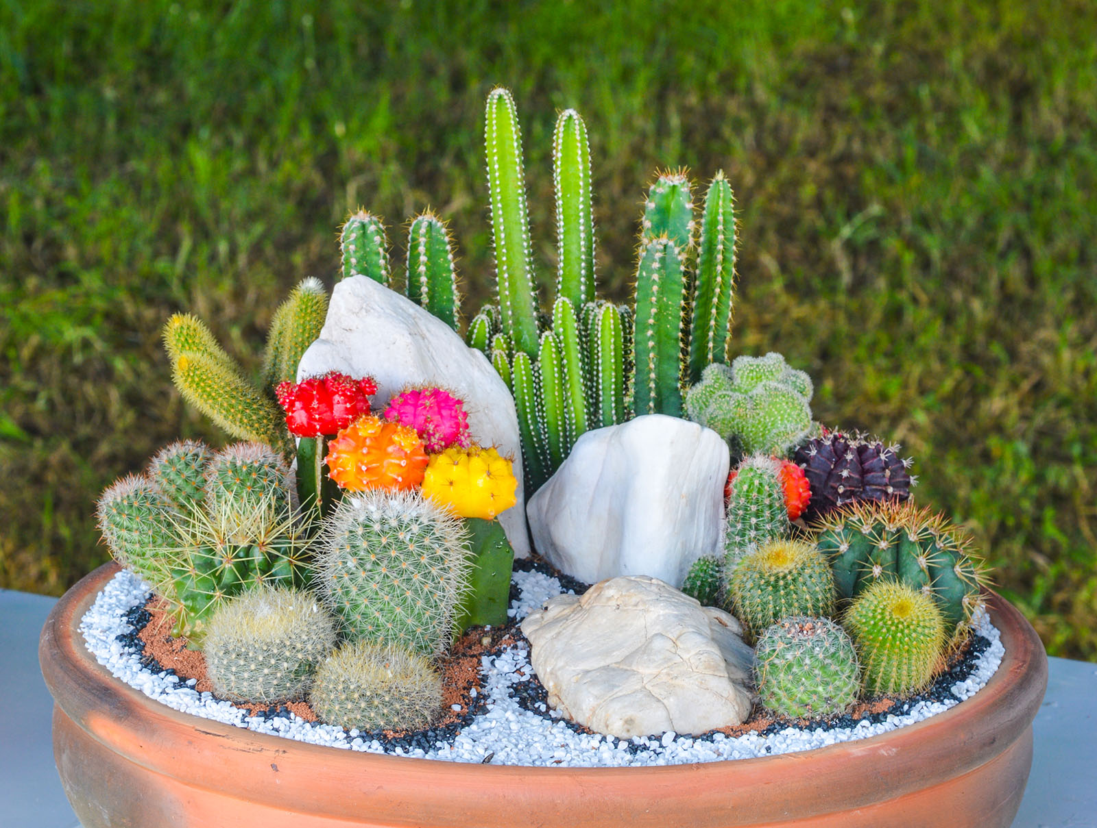 Kakteen in einem Keramikgefäß | Credit: iStock.com/birdeyeistock
