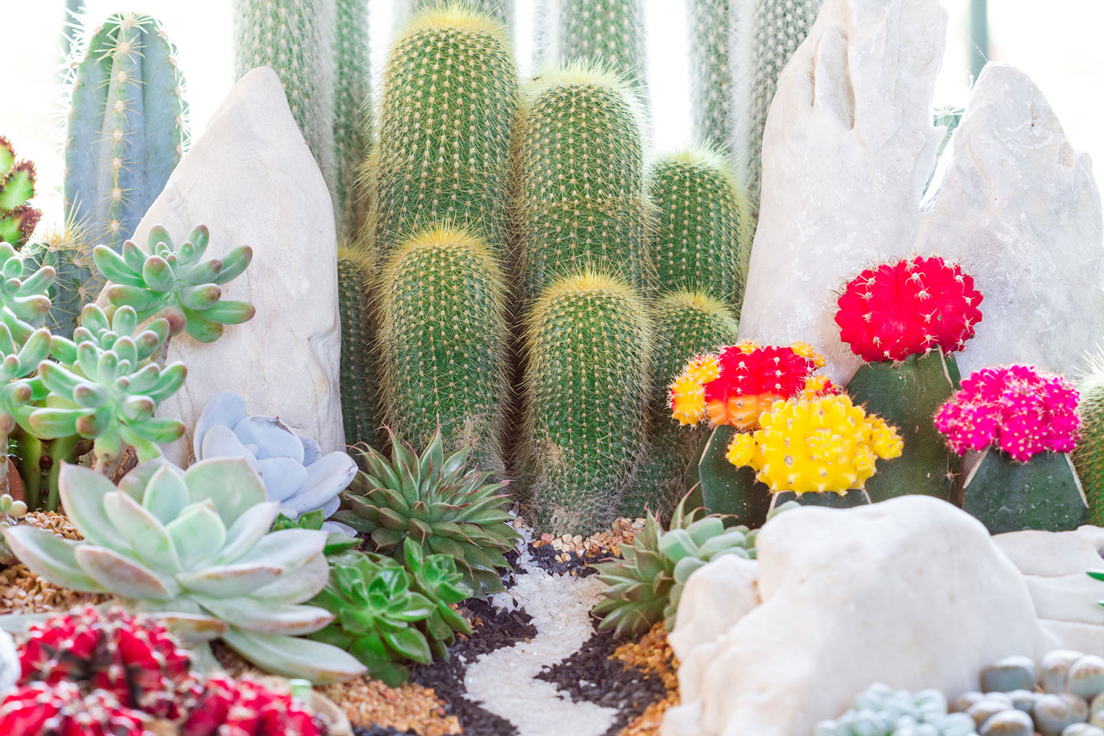 Kakteengarten mit Steinen | Credit: iStock.com/enterphoto