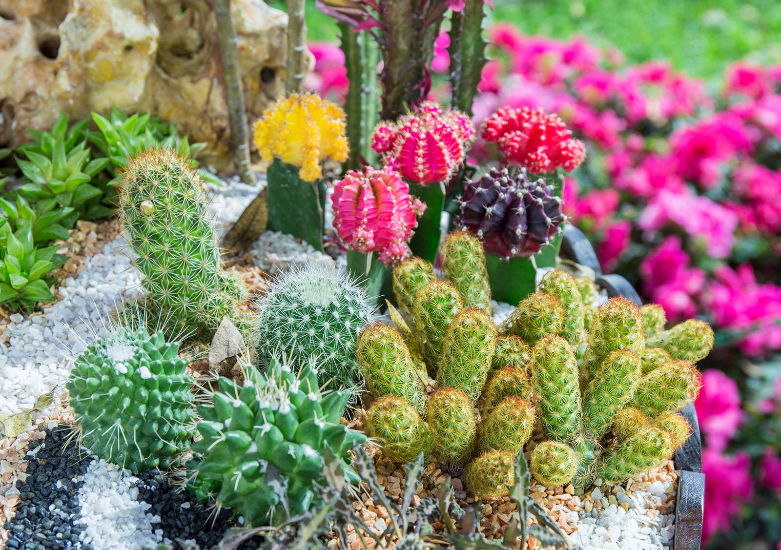 Blühende Kakteen im Garten | Credit: iStock.com/dextorTh