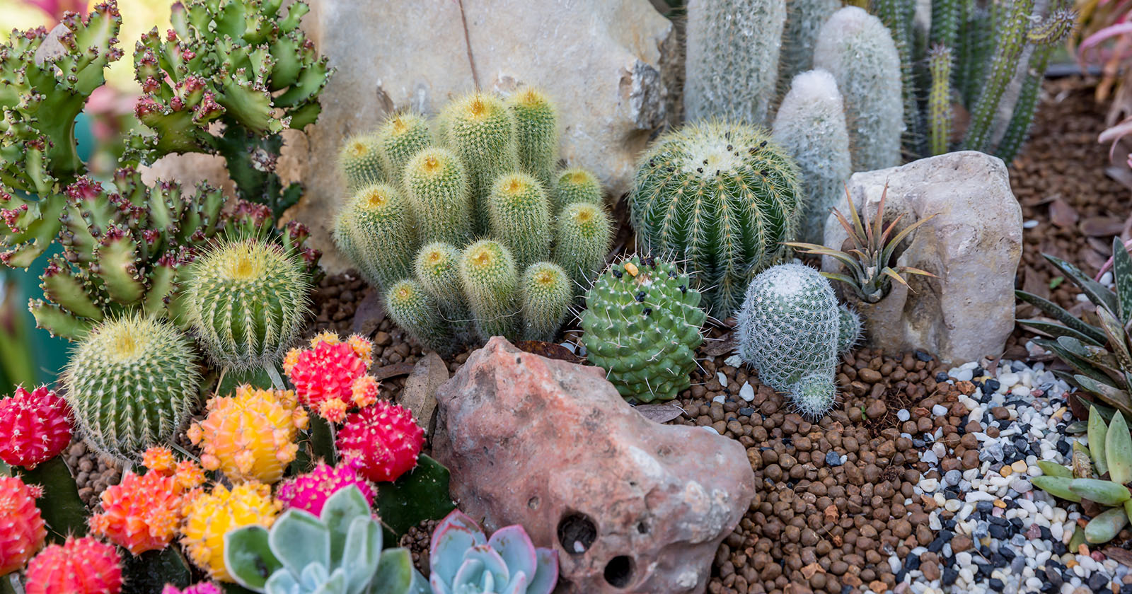 Bunter Kakteengarten | Credit: iStock.com/dourleak