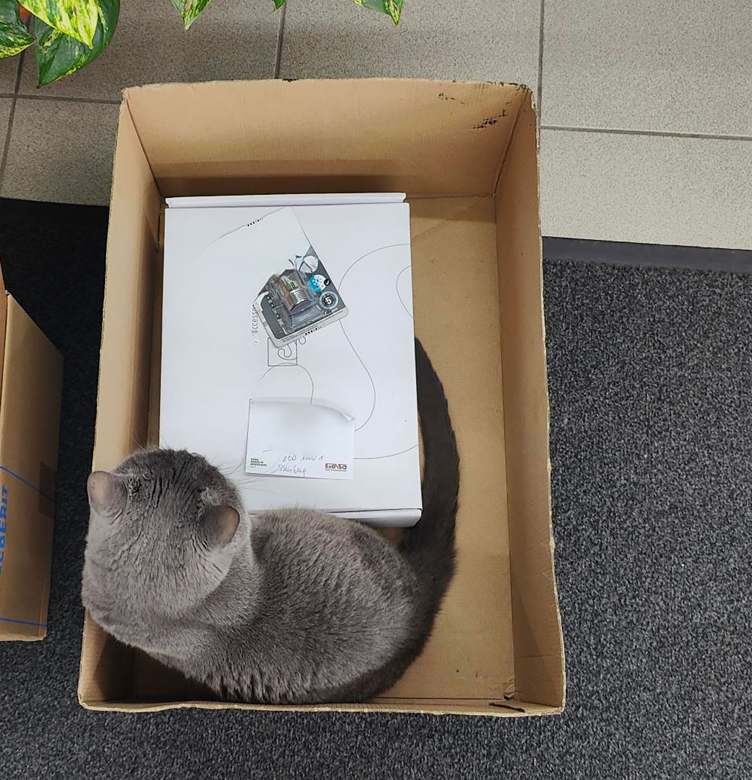 Katze sitzt in einer Schachtel | Credit: Lilli Platzer