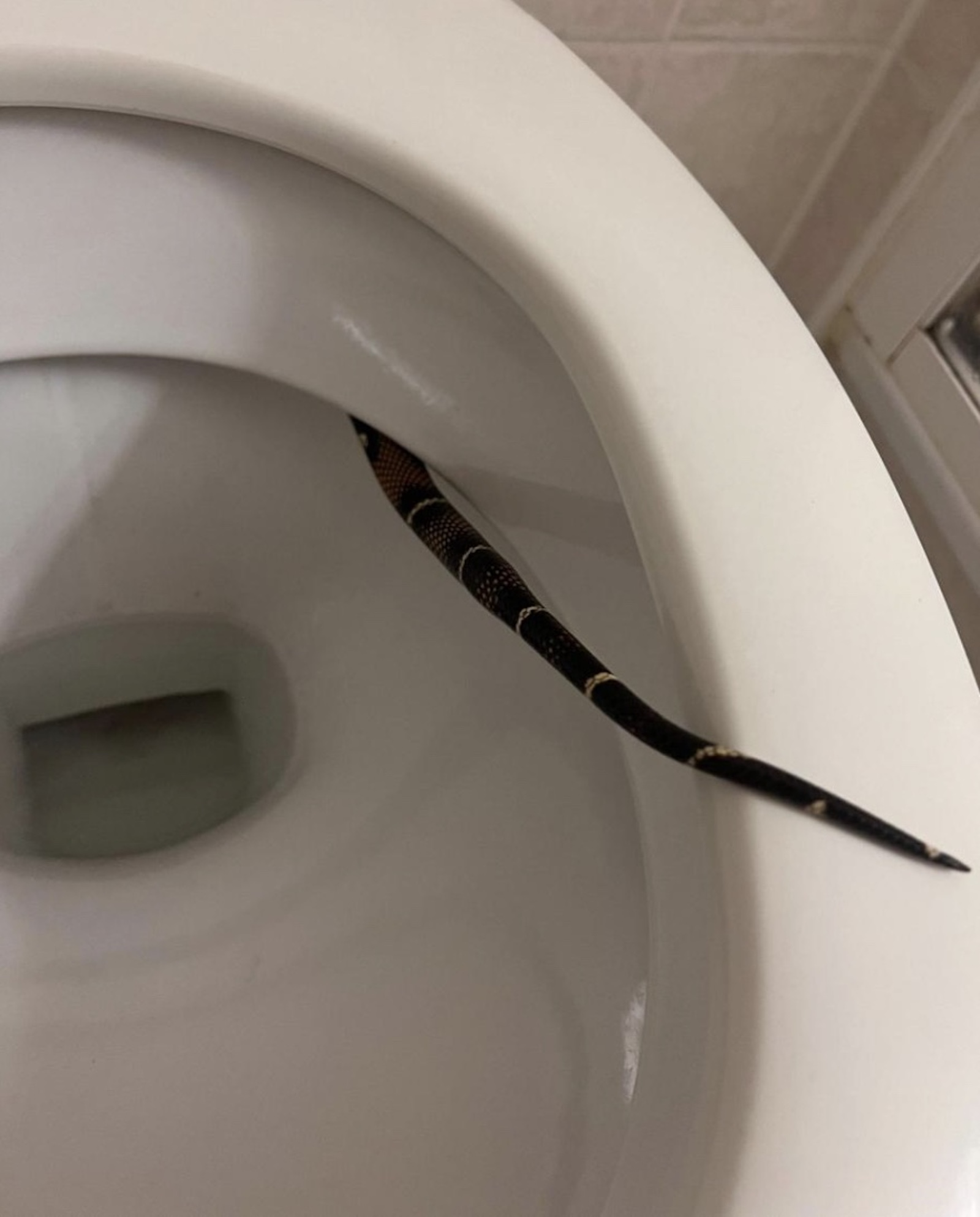 Der Schwanz von Khloe on der Hoteltoilette.