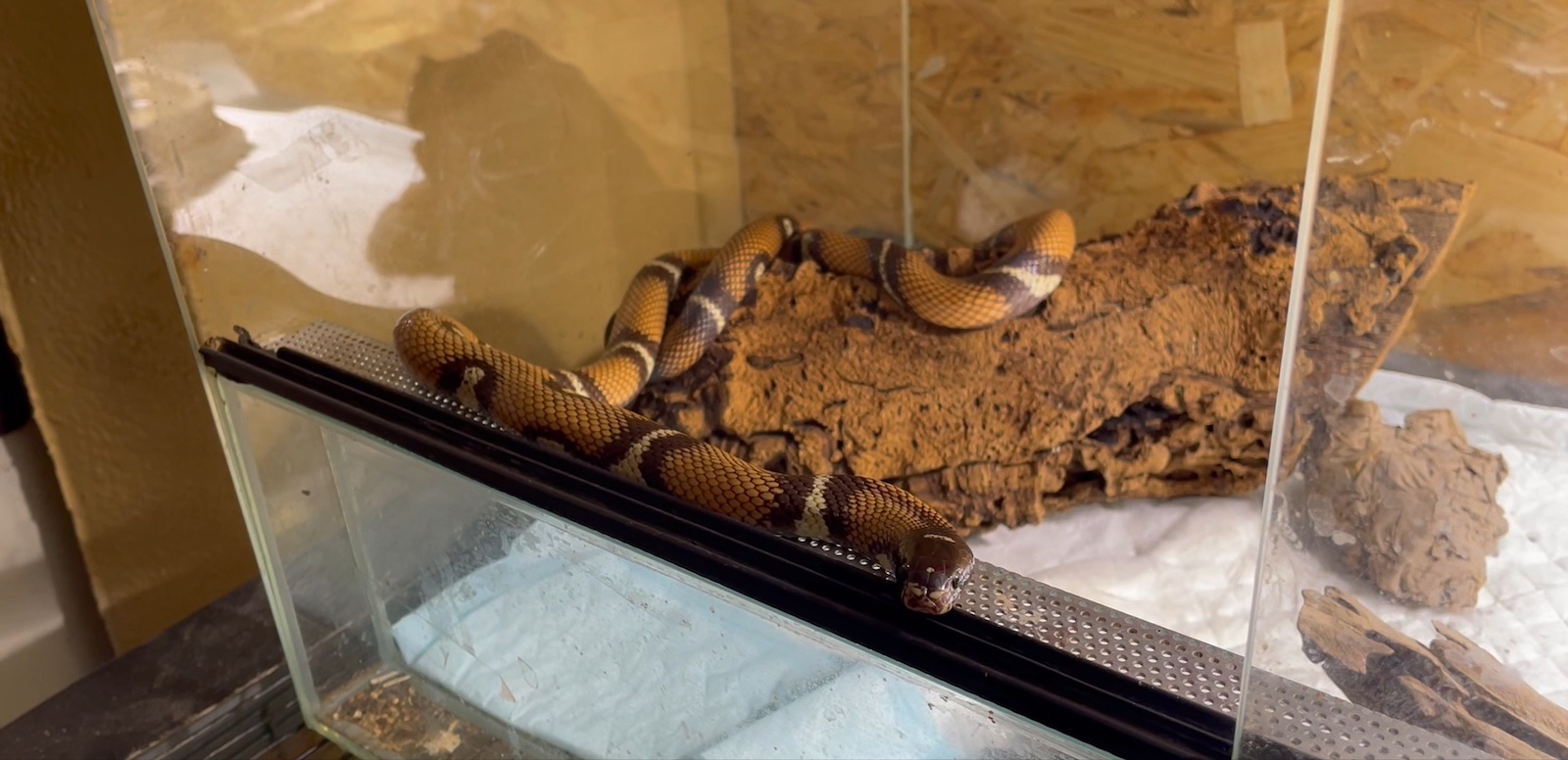 Die Schlange Khloe in einem Terrarium.