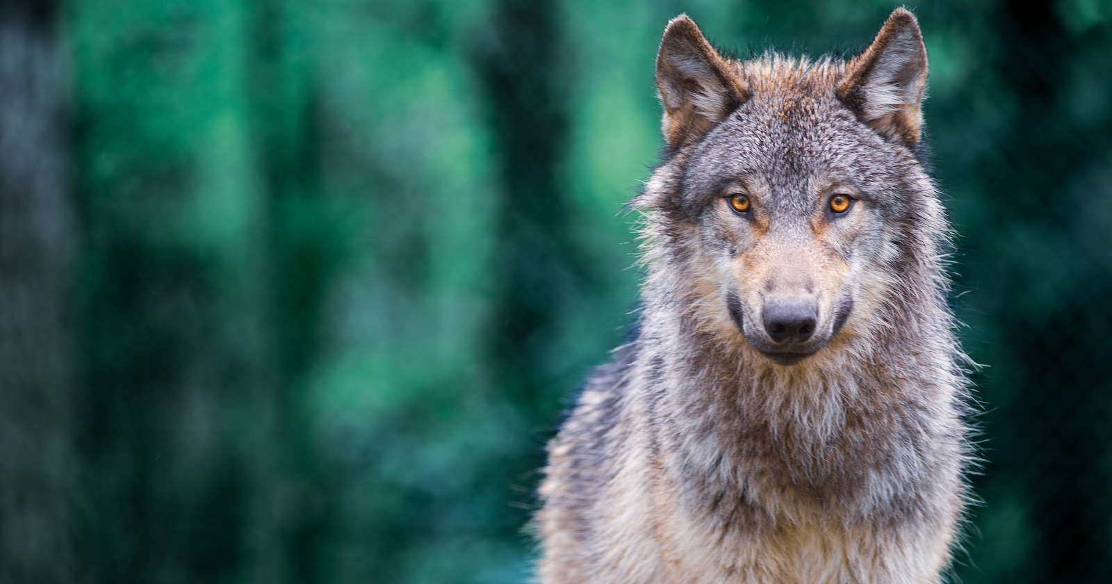 grauer Wolf  steht im Wald