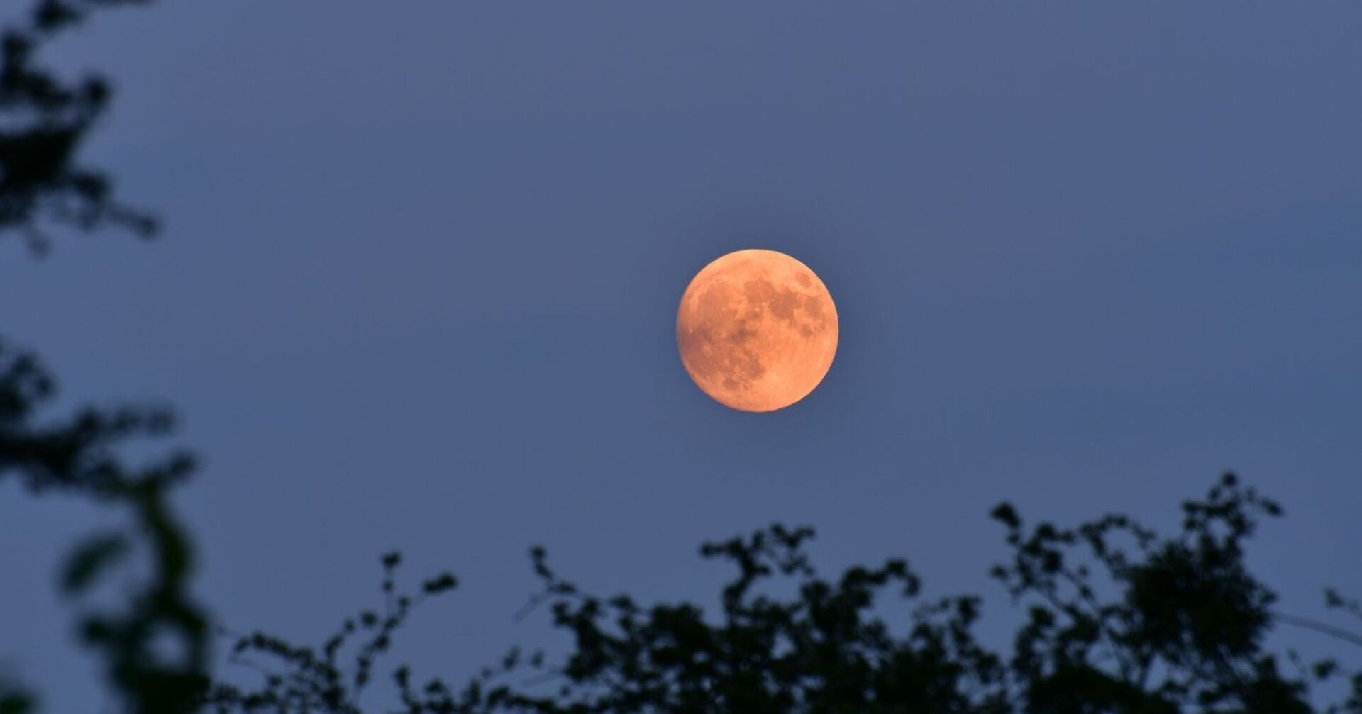 dunkelblauer Himmel, Baumwipfel und ein orange-rötlicher Erdbeermond