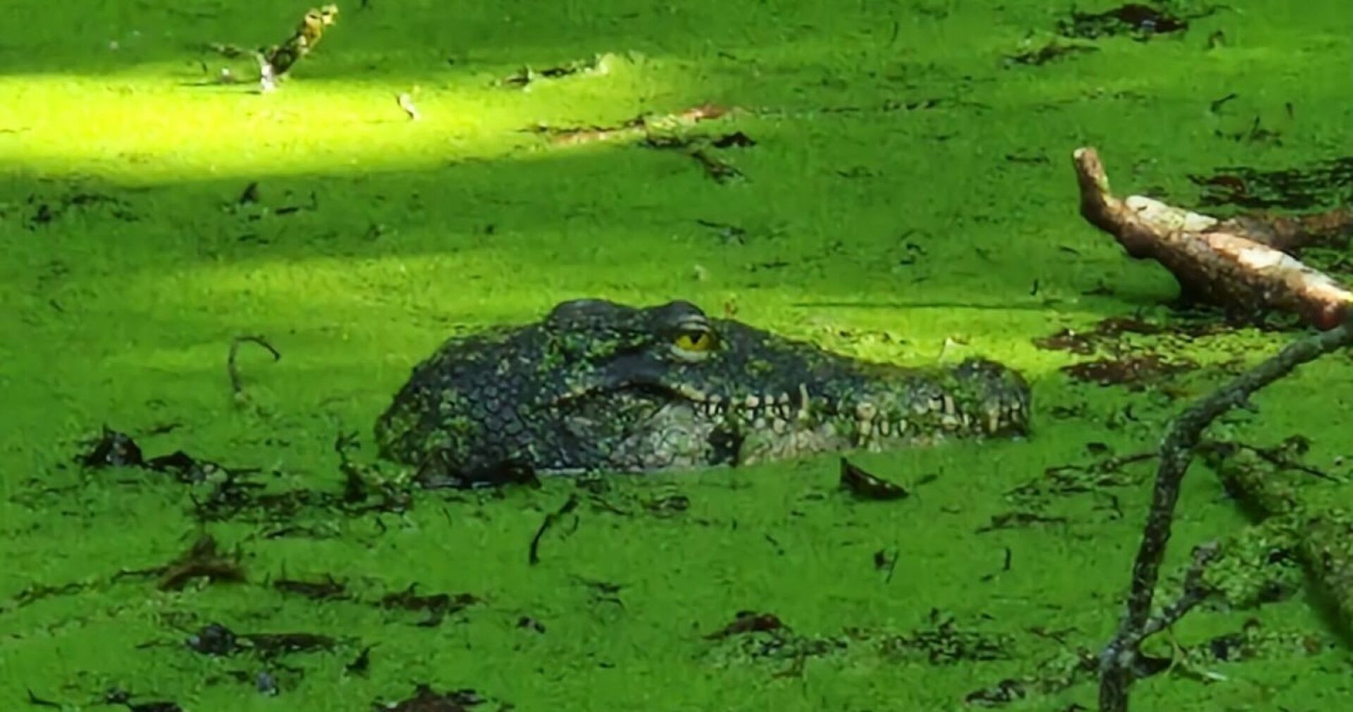 Die Attrappe des Kroko-Kopfs im Tümpel.