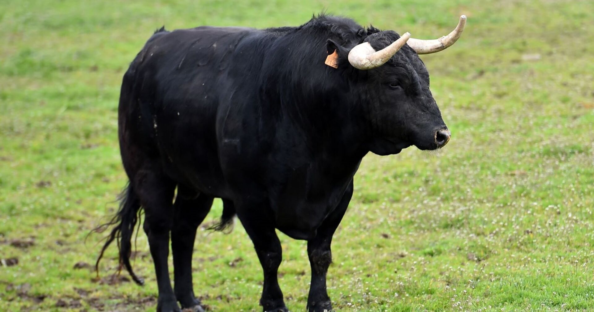 Schwarzer Stier mit Hörnern steht auf einer grünen Wiese und blickt nach rechts.