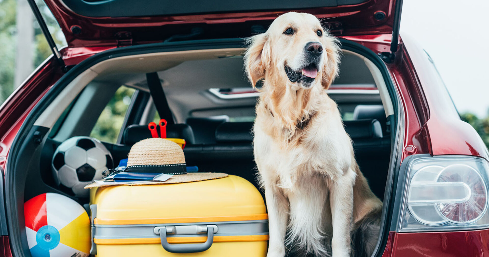 Hund sitzt im Kofferraum | Credit: Helvetia