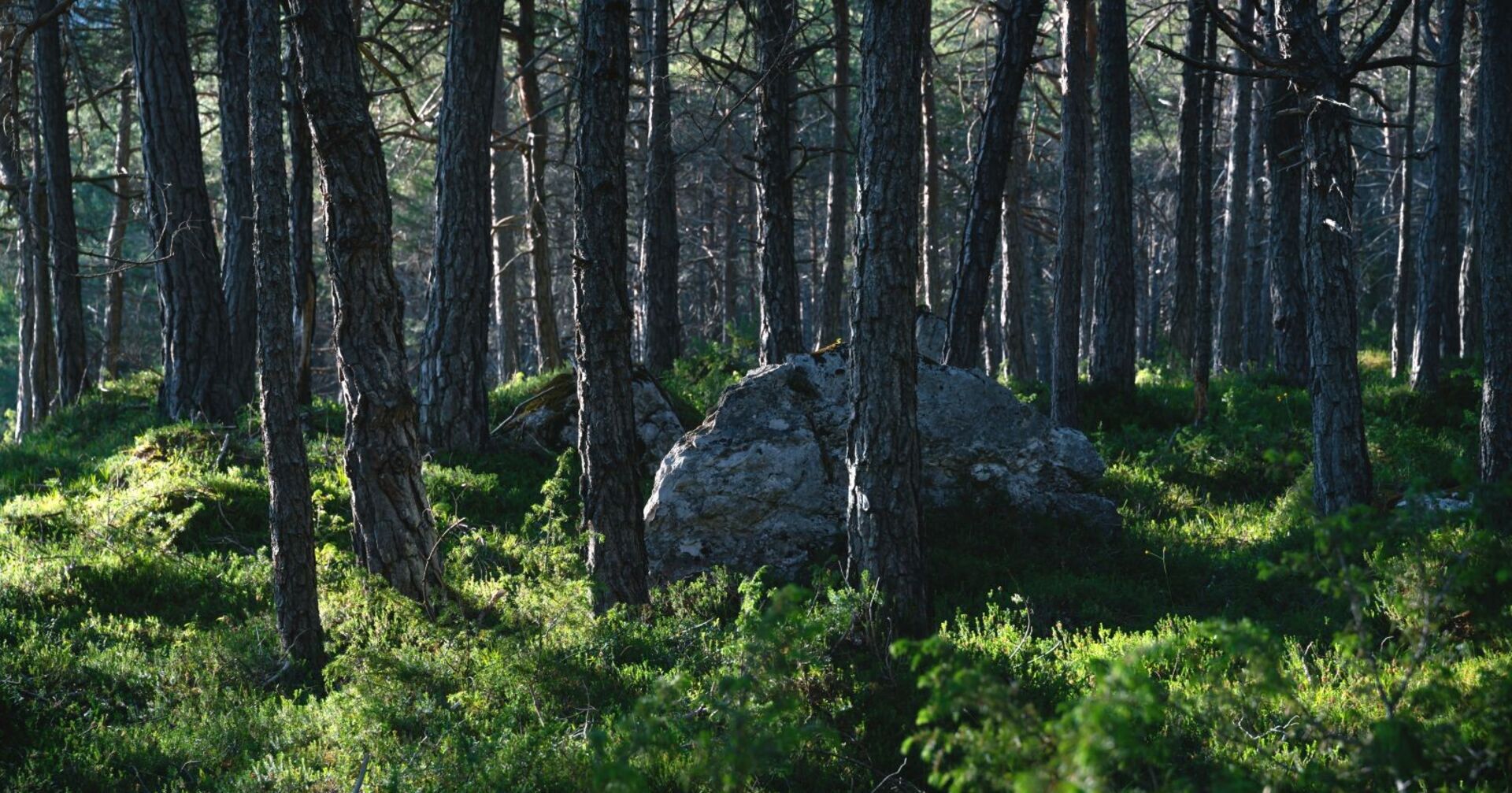Wald mit großem Stein