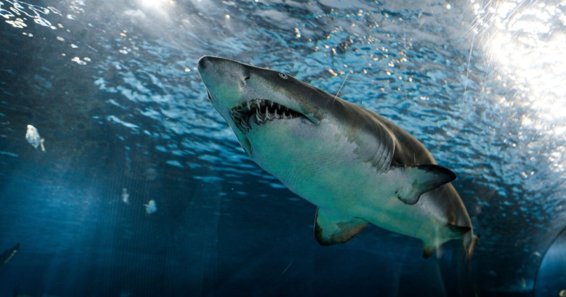 Weißer Hai mit geöffnetem Maul schwimmt unter Wasser, gut sichtbar sind die spitzen Zähne und die markante Körperform.