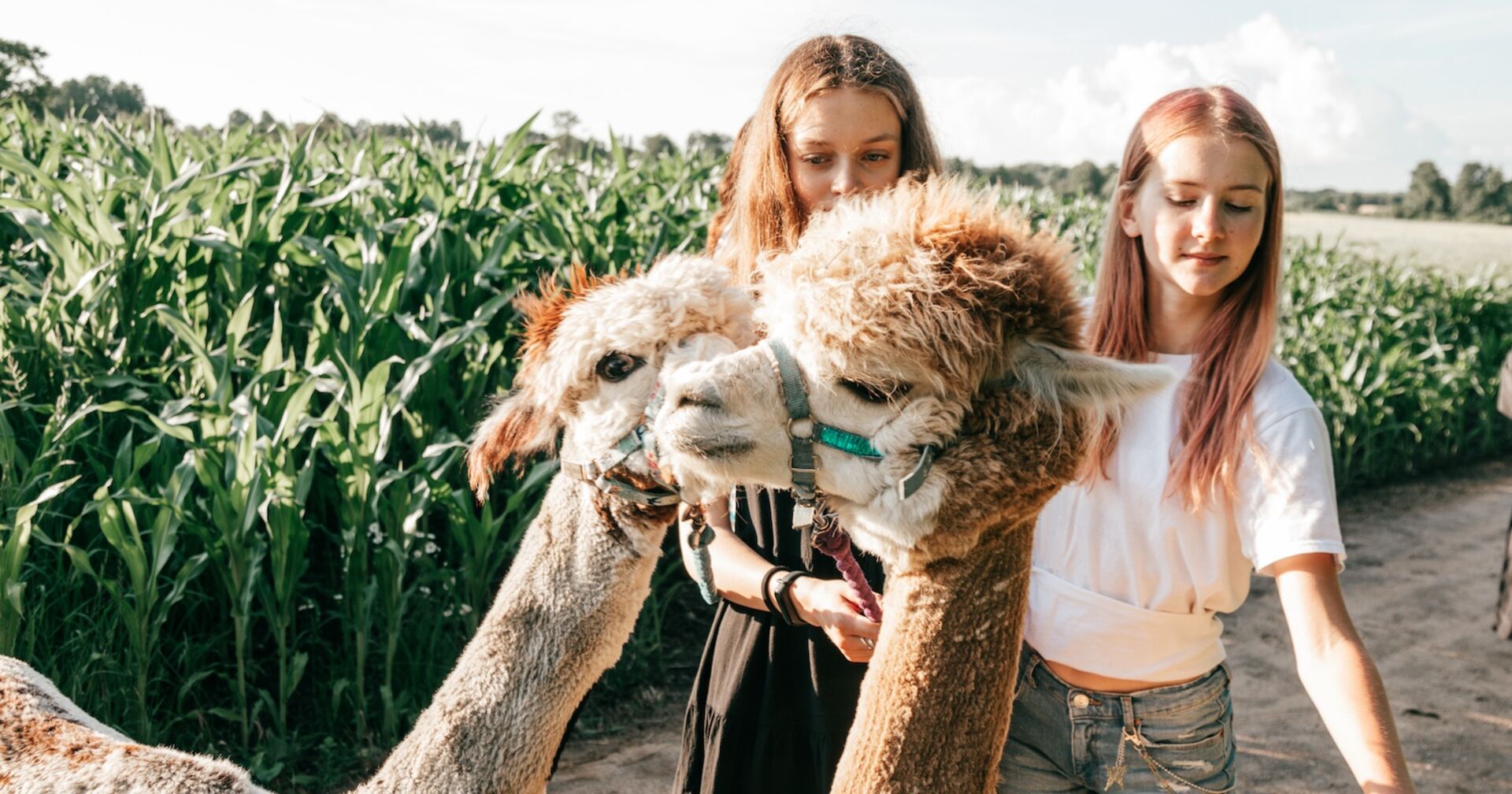 Zwei Mädchen mit zwei Alpakas.