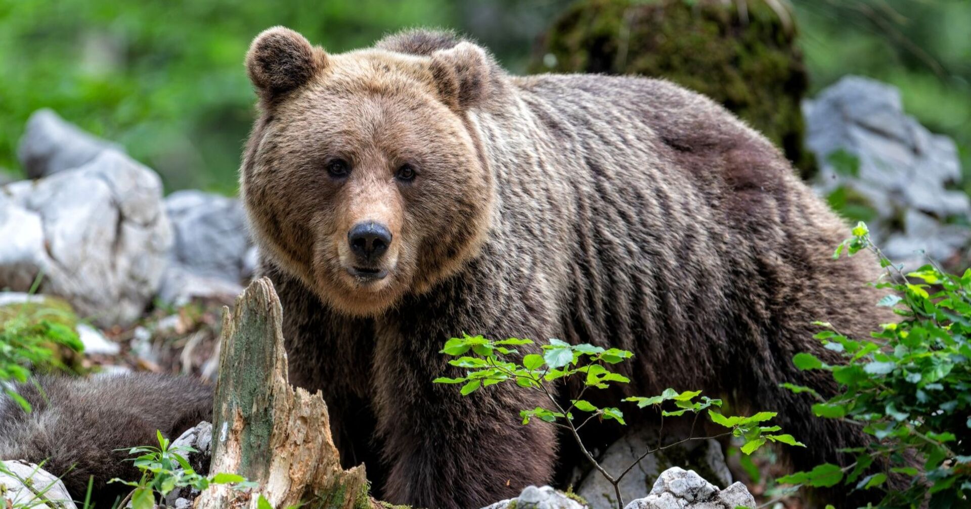 Braunbär im Wald neben Steinen und Pflanzen