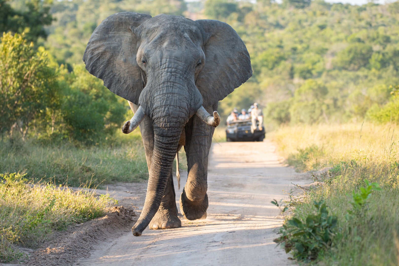 Ein Elefant auf einer Straße, dahinter fährt ein Jeep