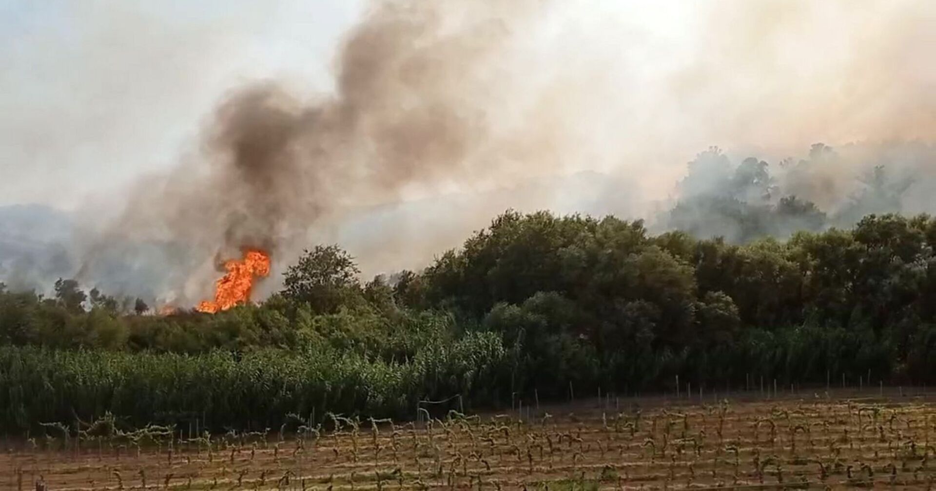 Dichter Rauch und hohe Flammen steigen am Rand eines Weinbergs bei Cirò Marina in der italienischen Provinz Crotone auf. Ein schwerer Waldbrand bedroht eine nahegelegene Urlaubsregion.