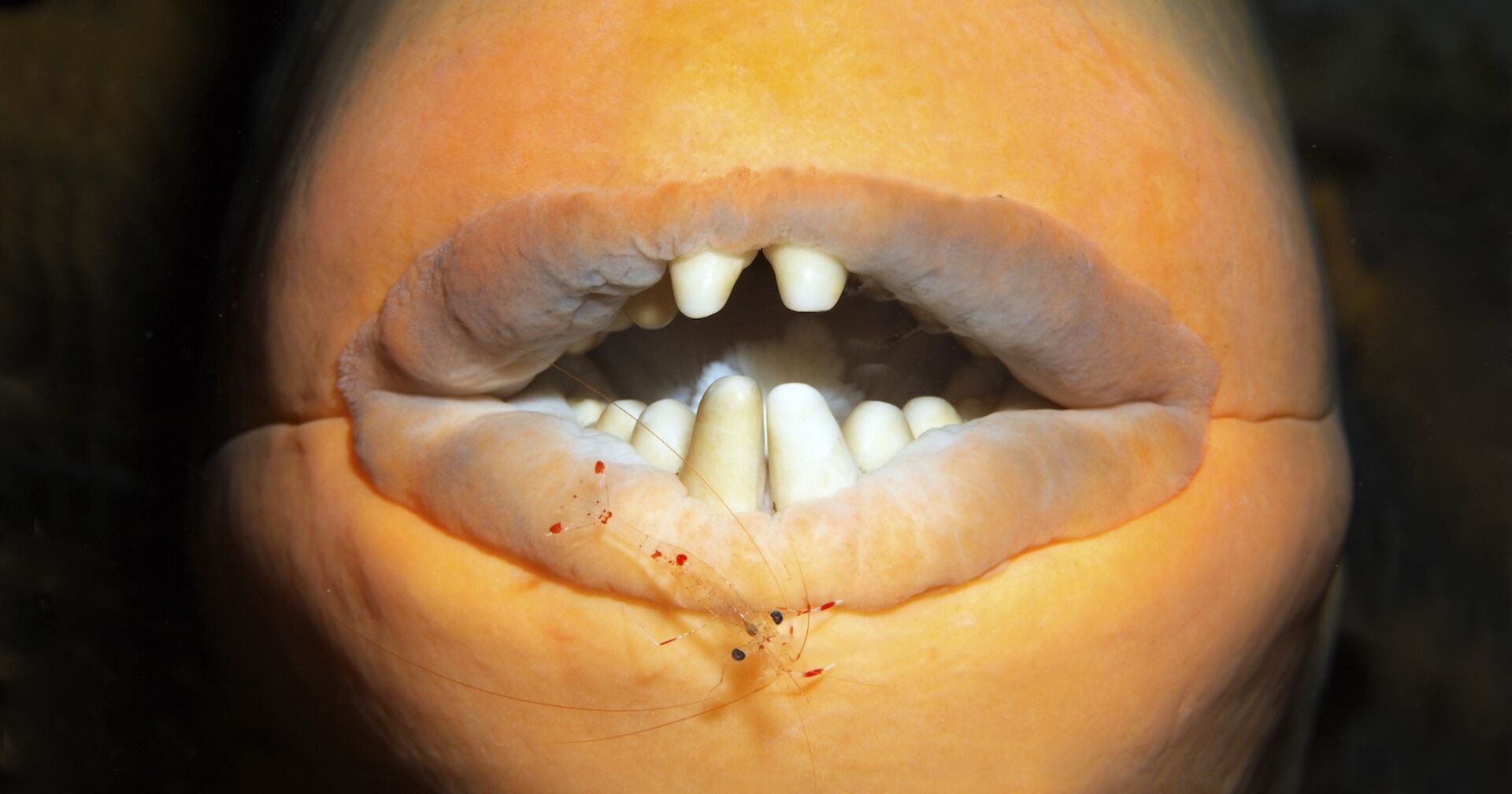 Nahaufnahme des Mauls eines Drückerfischs mit deutlich sichtbaren, meißelartigen Zähnen und einer kleinen Putzergarnele auf der Unterlippe.