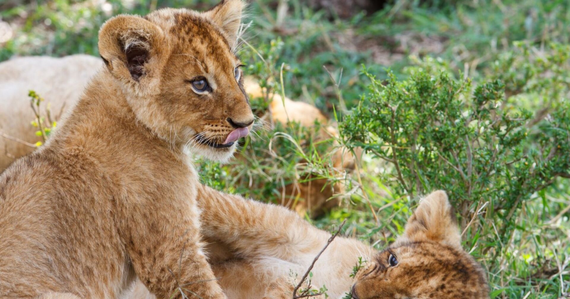 Löwenbabys im Gras