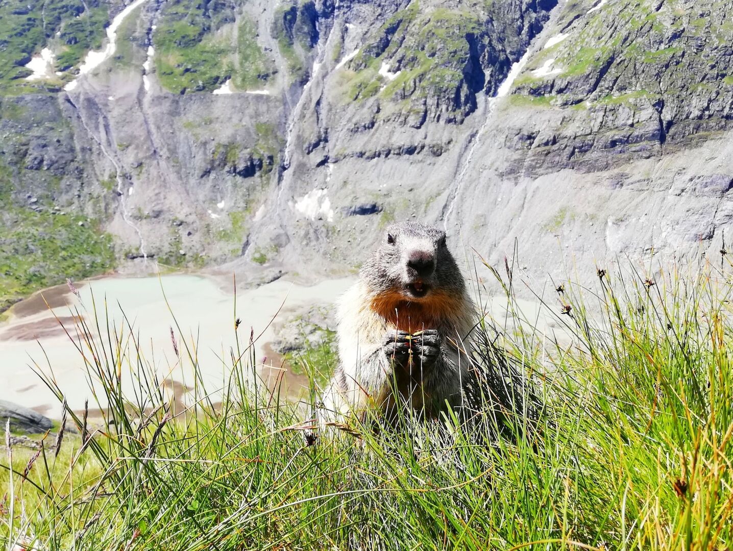 Ein Murmeltier sitzt in der Wiese.