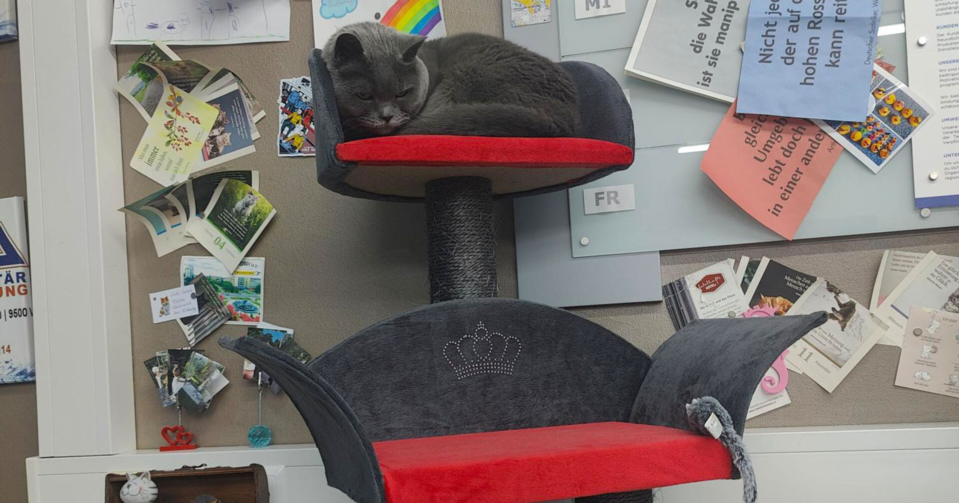 Corona liegt auf ihrem Kratzbaum | Credit: Lilli Platzer