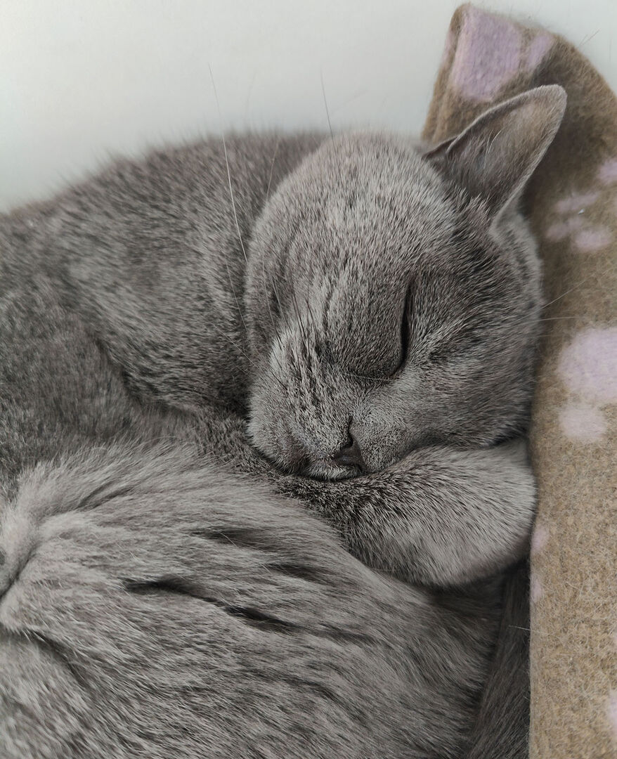 Corona schläft mit Decke | Credit: Lilli Platzer