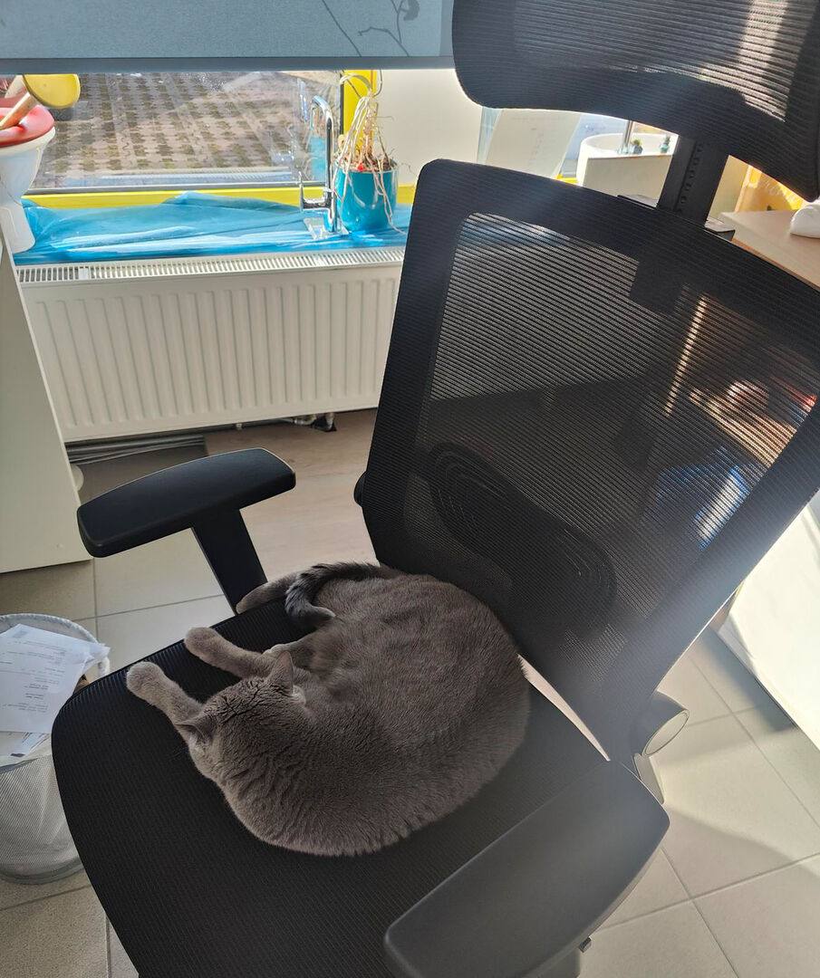 Corona sitzt auf einem Bürostuhl | Credit: Lilli Platzer