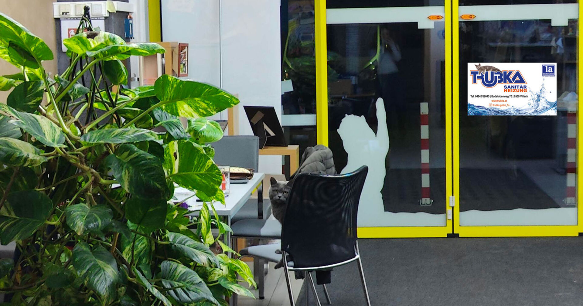 Katze Corona sitzt auf einem Sessel | Credit: Lilli Platzer