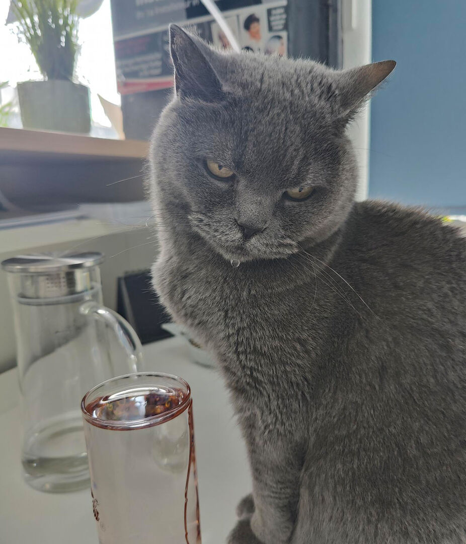 Corona sitzt am Schreibtisch | Credit: Lilli Platzer