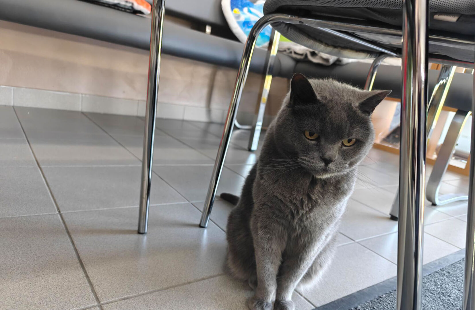 Corona sitzt unter einem Sessel | Credit: Lilli Platzer